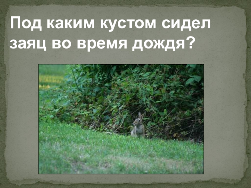 Заяц под кустом. Заяц лесной. Заяц под кустом. Под каким кустом сидит заяц. Под каким кустом сидит заяц.