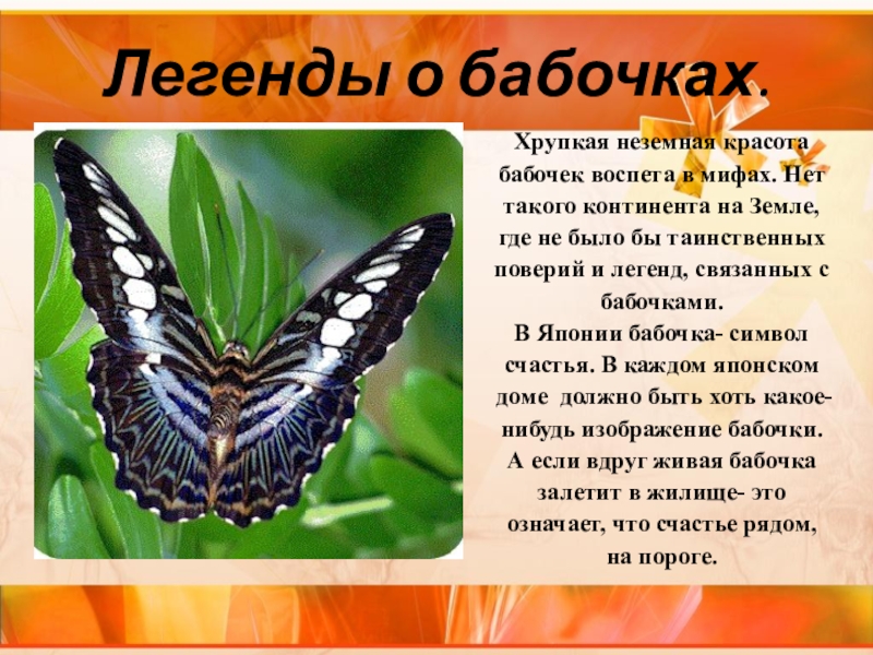 Легенды о бабочках.Хрупкая неземная красота бабочек воспета в мифах. Нет такого континента на Земле, где не было