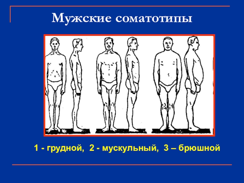 Конституция человека презентация