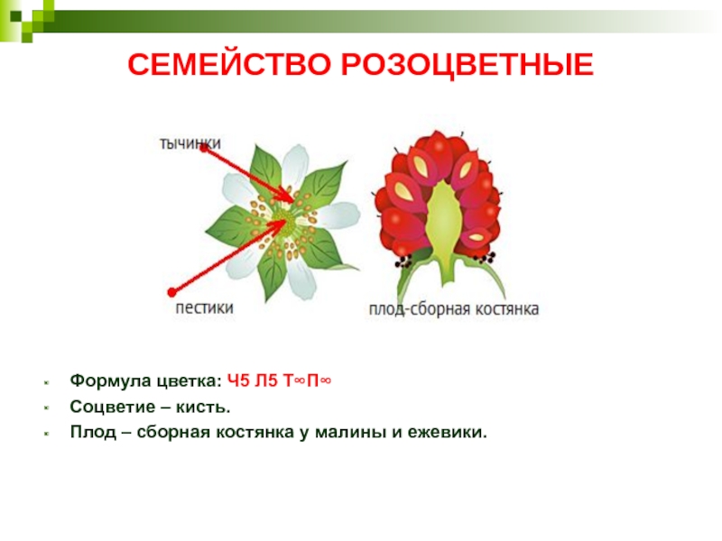 СЕМЕЙСТВО РОЗОЦВЕТНЫЕФормула цветка: Ч5 Л5 Т∞П∞Соцветие – кисть.Плод – сборная костянка у малины и ежевики.