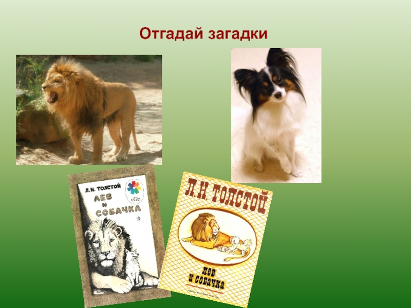 Петух и собака конспект урока. План по Лев и собачка. План Лев и собачка 3 класс. Лев и собачка толстой план. Лев и собачка толстой загадки.