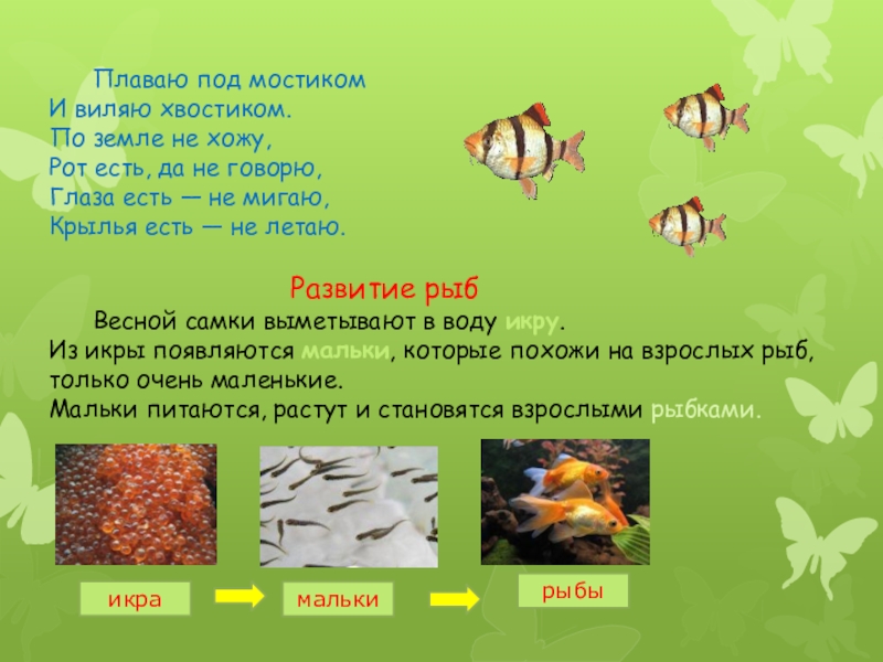 Презентация 3 класс окружающий мир размножение и развитие животных 3 класс