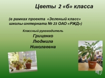Презентация цветов класса (в рамках школьного проекта Зелёный класс)