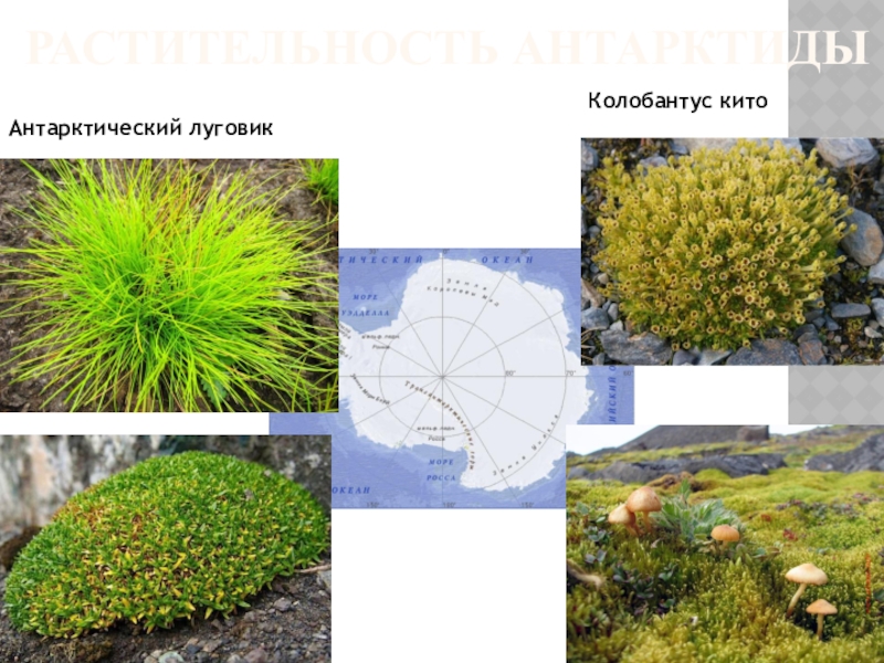 Растения антарктиды фото с названиями