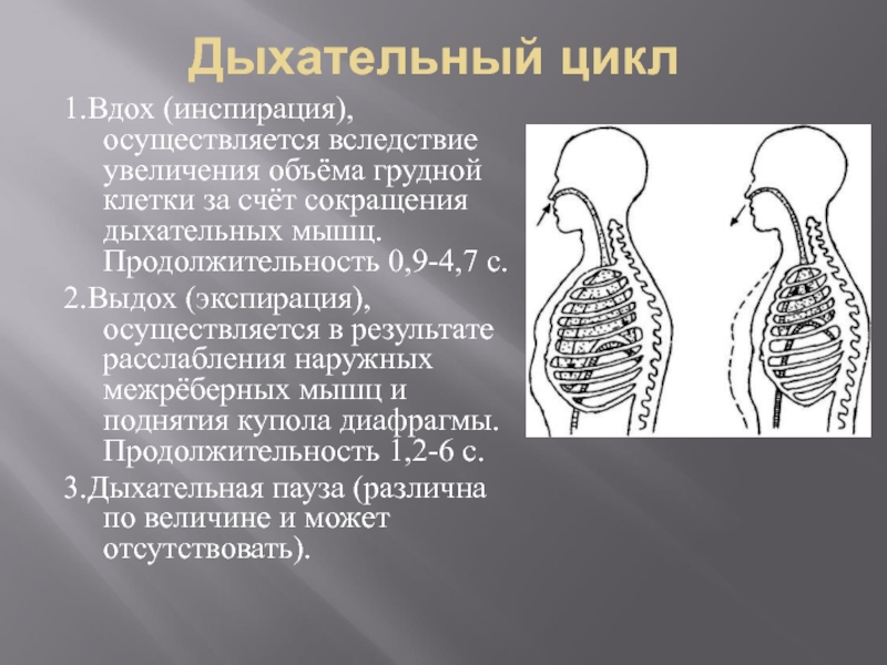 Схему положения грудной клетки при вдохе и выдохе