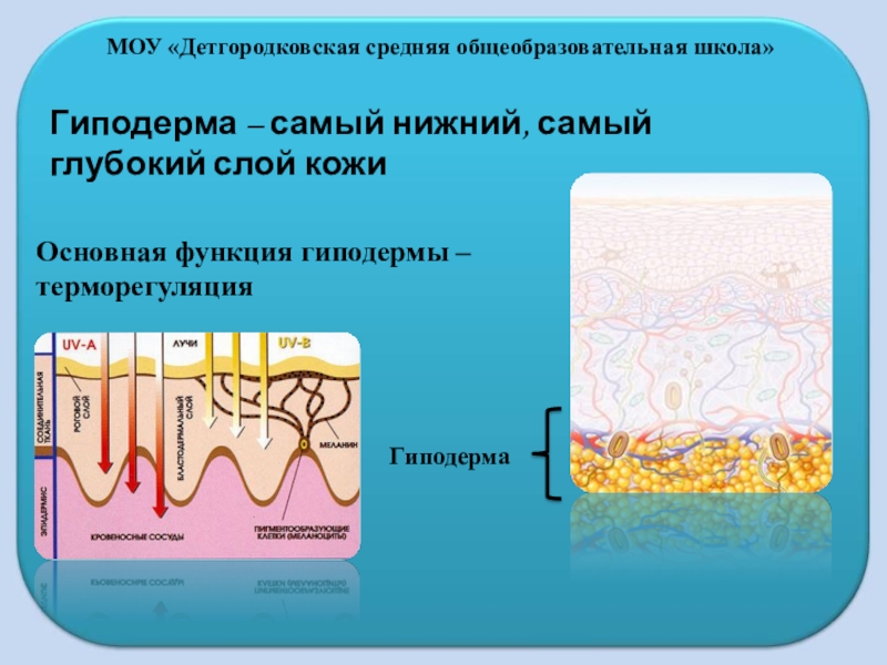 Гиподерма образована. Строение кожи. Строение кожи гиподерма. Строение кожи и ее функции. Гиподерма строение.