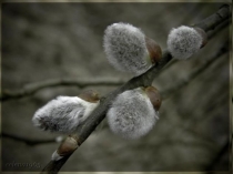 Изготовление вербы на бархатной бумаге