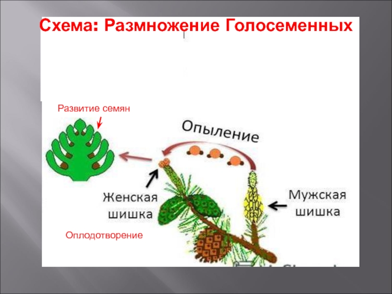 Схема опыления хвойных. Схема размножения голосеменных растений 6. Размножение голосеменных растений схема. Оплодотворение голосеменных растений схема. Размножение голосеменных хвойных.