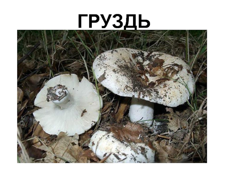 Белый груздь фото и описание и похожие съедобные грибы