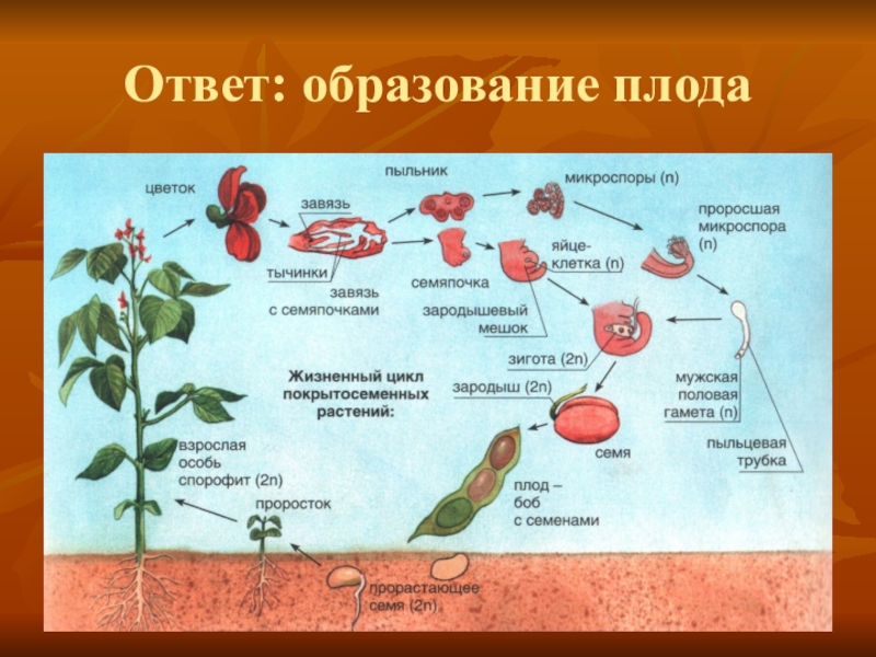 Последовательность появления покрытосеменных. Схема развития плода растений. Образование плода у цветковых растений 6 класс. Из чего образуется плод покрытосеменных растений. Процессы развития плодов.
