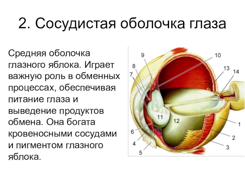 Оболочки глаза. Увеальная оболочка глаза. Части сосудистой оболочки глазного яблока. Сосудистая оболочка глаза. Средняя сосудистая оболочка глаза.