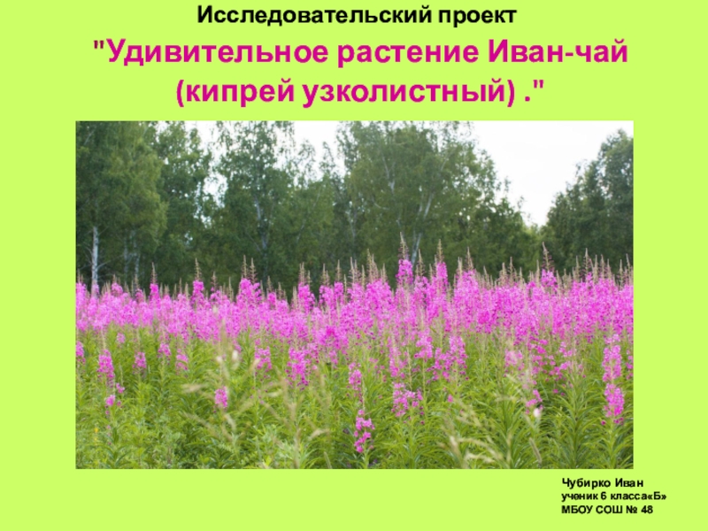 Презентация Исследовательский проект Удивительное растение Иван-чай (кипрей узколистный) .