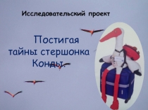 Презентация исследовательской работы Постигая тайны стершонка Конды