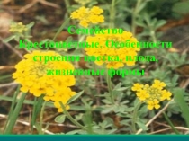 Презентация по биологии Семейство Крестоцветные