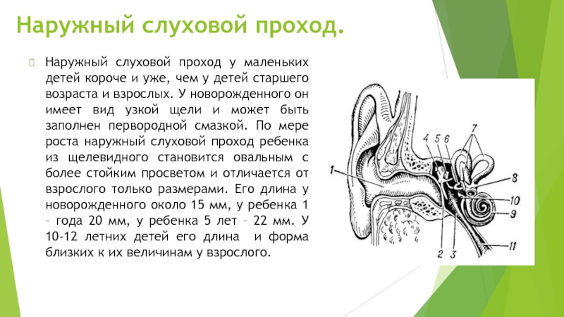 Особенность строения слухового прохода какую функцию. Звукопроводящий аппарат слухового анализатора. Функции слухового прохода биология 8 класс. Наружный слуховой проход. Слуховой проход строение.