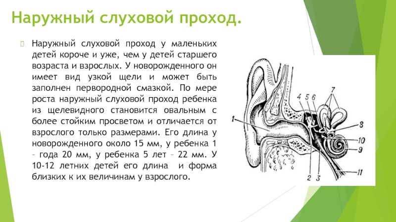 Наружный слуховой проход. Звукопроводящий отдел слухового анализатора. Образование наружного слухового прохода на кт. Звуковоспринимающий аппарат. Звуковоспринимающая функция слухового анализатора.