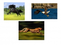 Мастер-класс по биологии. Кластер и кроссенс.