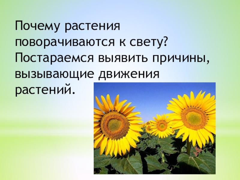 Причины растений. О причине растений. Почему растения поворачиваются к свету. Движение растений за солнцем. Почему растения поворачиваются к солнцу.