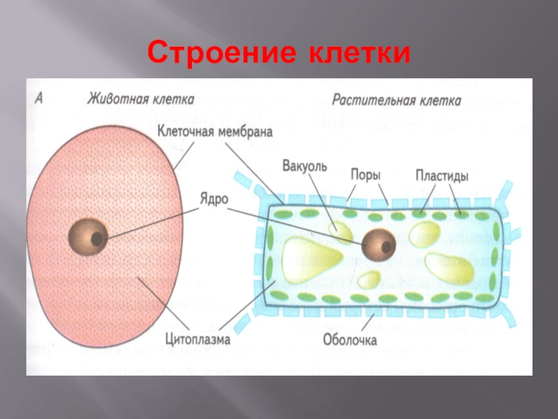 Презентация строение клетки 6 класс