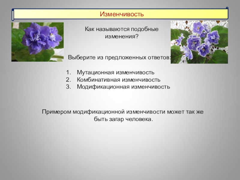 Изменчивостью называется. Сорт примулы модификационная изменчивость. Китайская примула модификационная изменчивость. Изменчивость истины. Модификационная изменчивость фиалки.