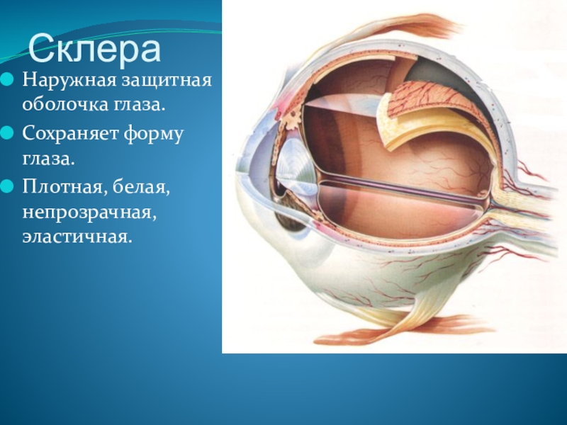 Оболочки глаза. Склера строение анатомия. Склера глазного яблока анатомия. Защитные оболочки глаза.