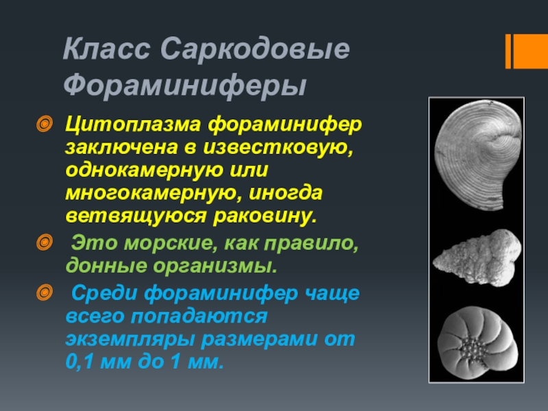 фораминиферы тип питания. морские корненожки фораминиферы. одноклеточные фораминиферы. отряд фораминиферы представители. раковина фораминиферы устье.