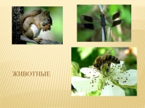 Презентация по биологии на тему  Животные 5 класс