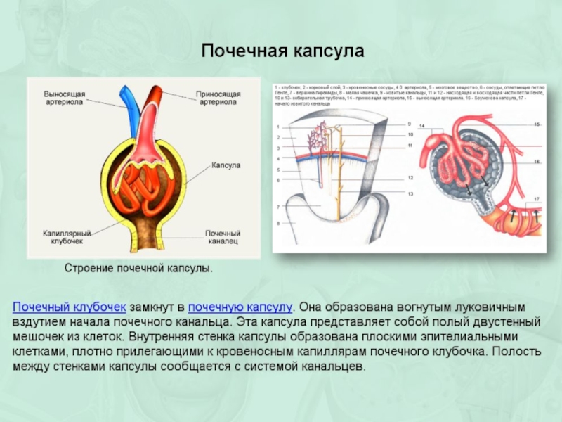 Технологическая карта мочевыделительная система строение и функции