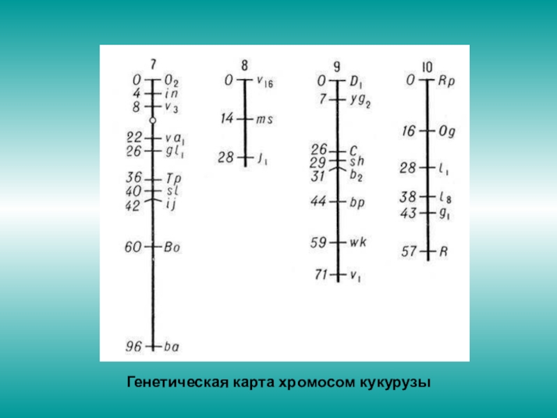 Генетическая карта показывает