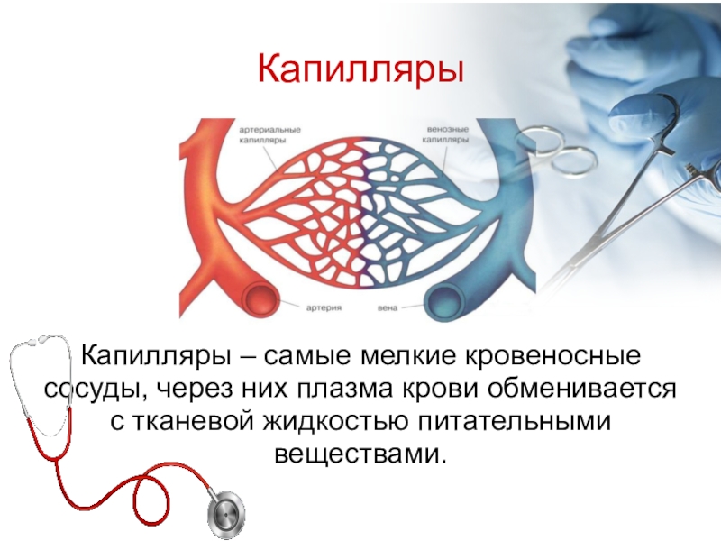 Что такое капилляры