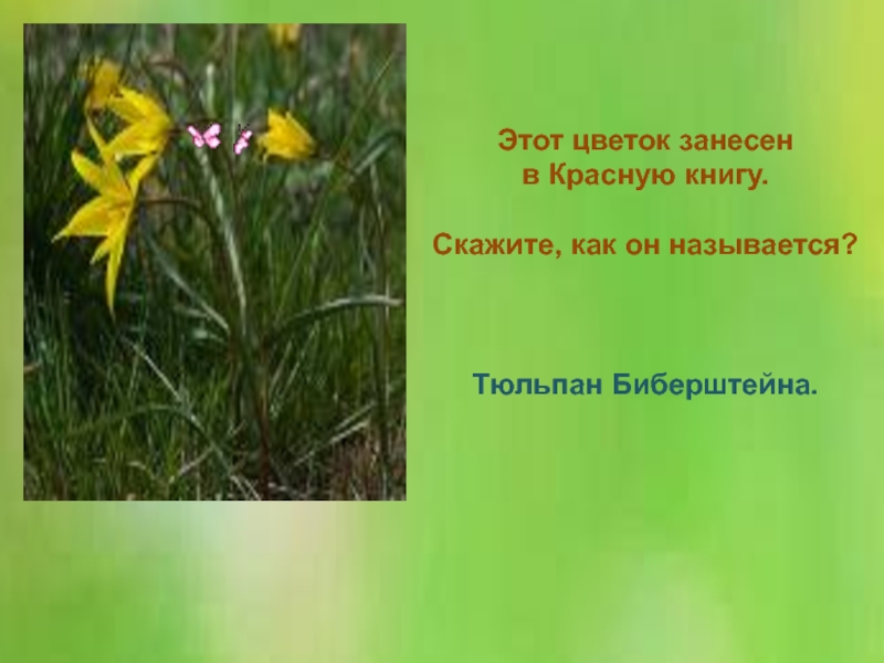 Цветы занесенные в красную. Тюльпан Биберштейна Волго Ахтубинской Поймы. Луговые цветы занесенные в красную. Полевые цветы занесенные в красную книгу.