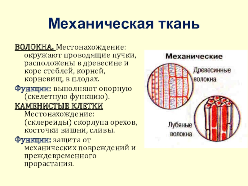 Механическая ткань листа