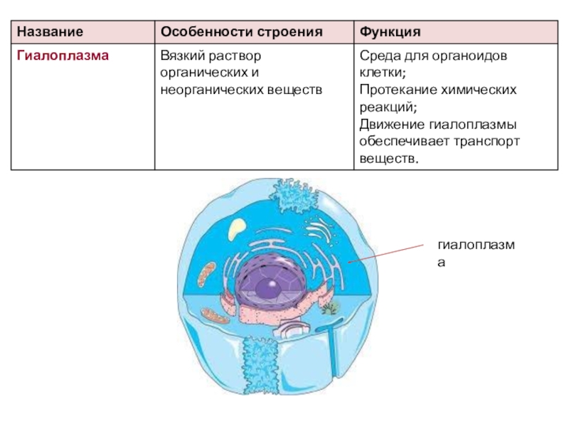 Строение клетки рисунок функции строение