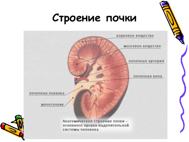 Анатомия почек презентация