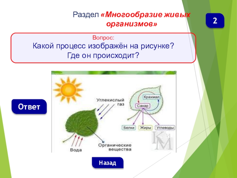 План урока по биологии