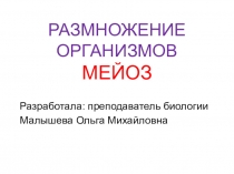 Презентация по биологии на тему Мейоз