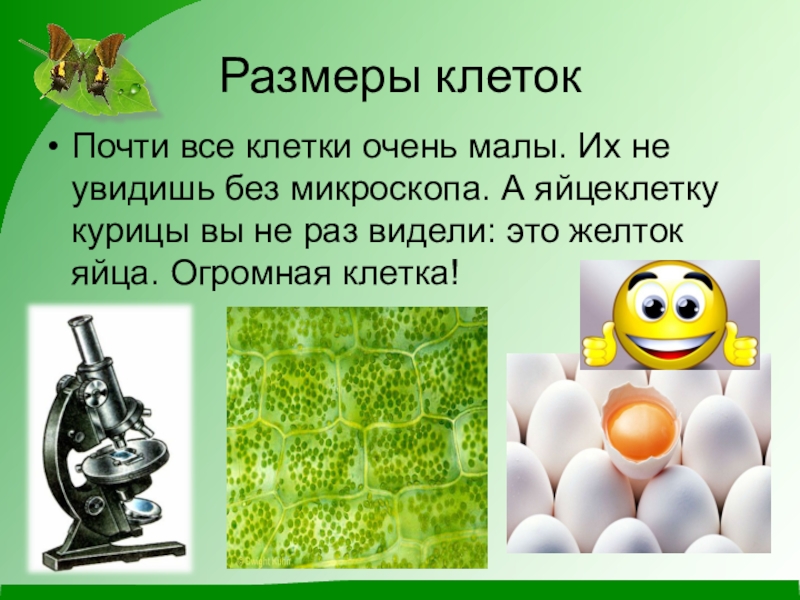 Клетки можно увидеть в. Какие клетки можно увидеть без микроскопа. Можно ли увидеть клетку без микроскопа. Клетки которые видно без микроскопа. Есть клетки которые можно увидеть без микроскопа.