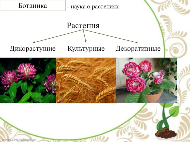 Название науки изучающей растения. Царство растения. Внешнее строение и. Ботаника это наука. Внешнее строение и общая характеристика растений. Ботаника наука о растениях.