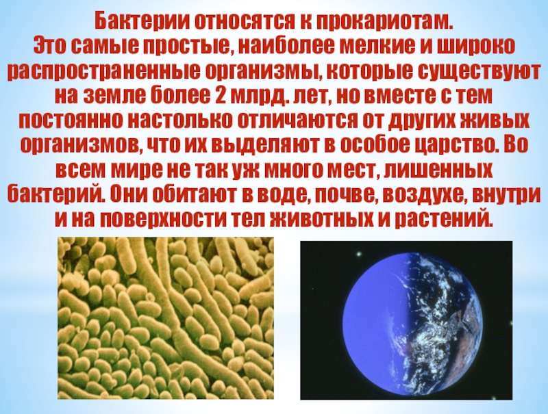 Какие организмы самые. Местообитание бактерий. Бактерии относятся к прокариотам. Место обитания бактерий. Самые мелкие организмы на земле.