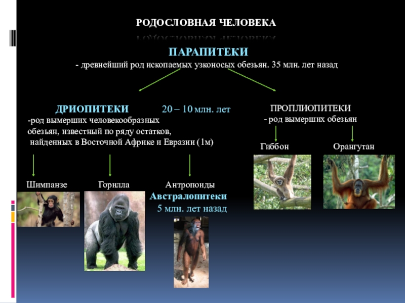 Дриопитеки были общими предками человека и человекообразных