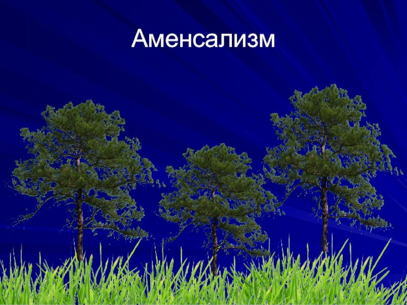 Аменсализм. Аменсализм у растений. Аменсализм это в биологии. Аменсализм это в экологии.