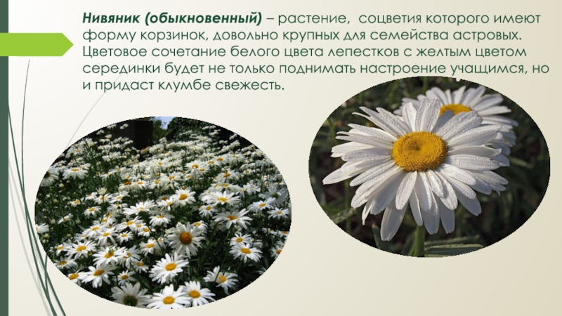 Нивяник цветок как выглядит фото и описание