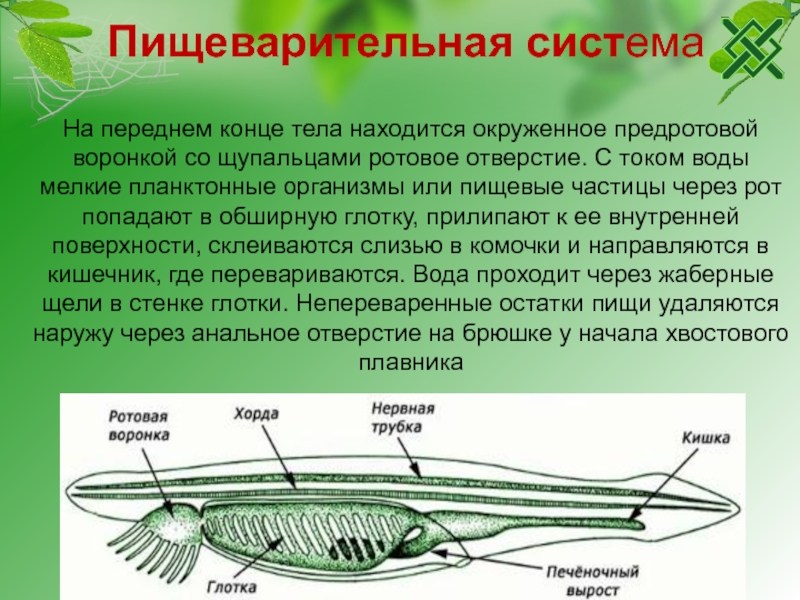 У ланцетника нервная трубка располагается. Строение ланцетника. Пищеварительная система ланцетника. Ланцетник биология 7 класс. Пищеварительная система хордовых.