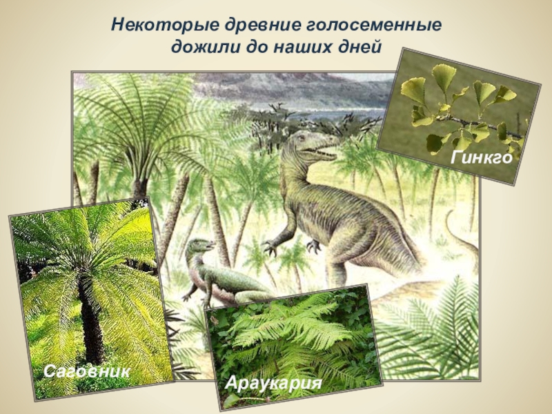 Господство голосеменных. Древние Голосеменные. Древние растения дожившие до наших дней. Древнейшие Голосеменные растения. Древние Голосеменные папоротники.