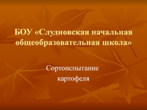 Презентация Сортоиспытание картофеля исследовательская работа