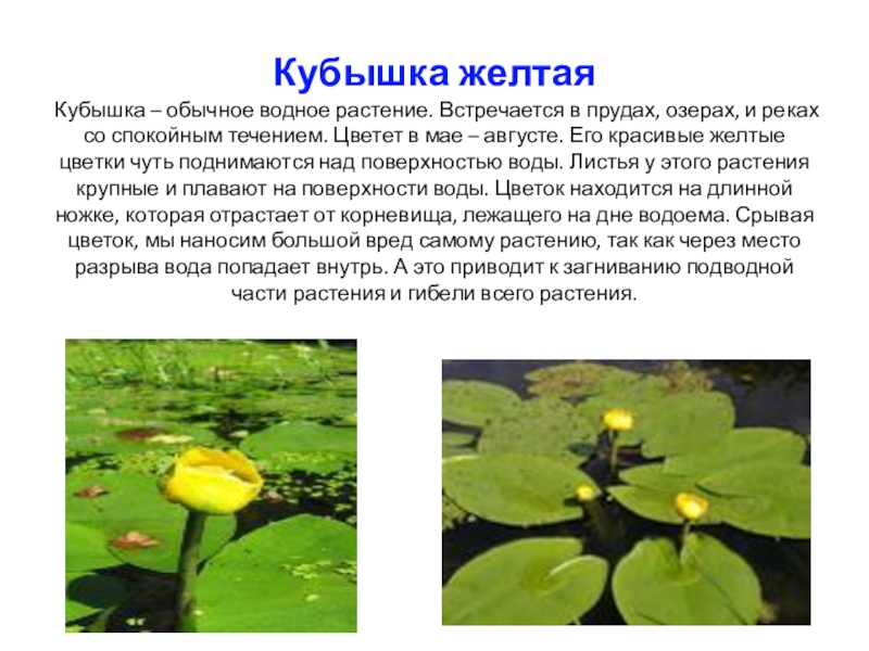 Кубышка желтая Кубышка – обычное водное растение. Встречается в прудах, озерах, и реках со спокойным течением. Цветет