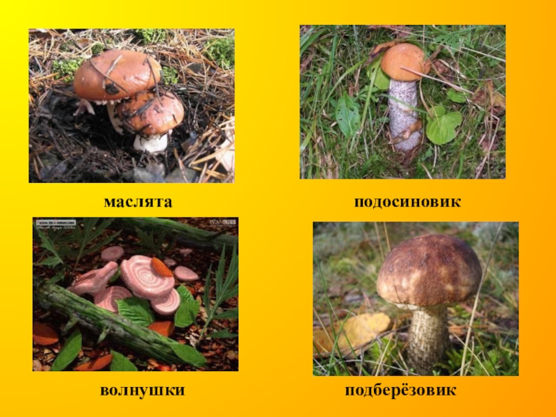 маслёнок, подосиновик, боровик, сыроежка:. белый гриб волнушка подосиновик. масленок. подберёзовик подосиновик волнушки. подберезовик и боровик.