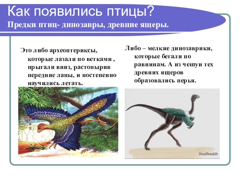 Откуда появились птицы. Археоптерикс Эволюция птиц. Как появляется птица. Когда появились птицы. Предки птиц.
