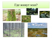 Презентация по биологии на тему Мхи (5 класс)