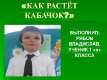 Презентация к проекту Как растет кабачок